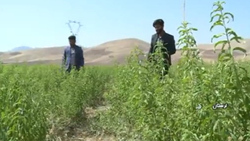 تکیه گاهی مناسب برای اقتصاد کشور + فیلم