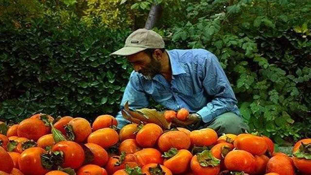 برداشت خرمالو در شهرستان عباس آباد آغاز شد