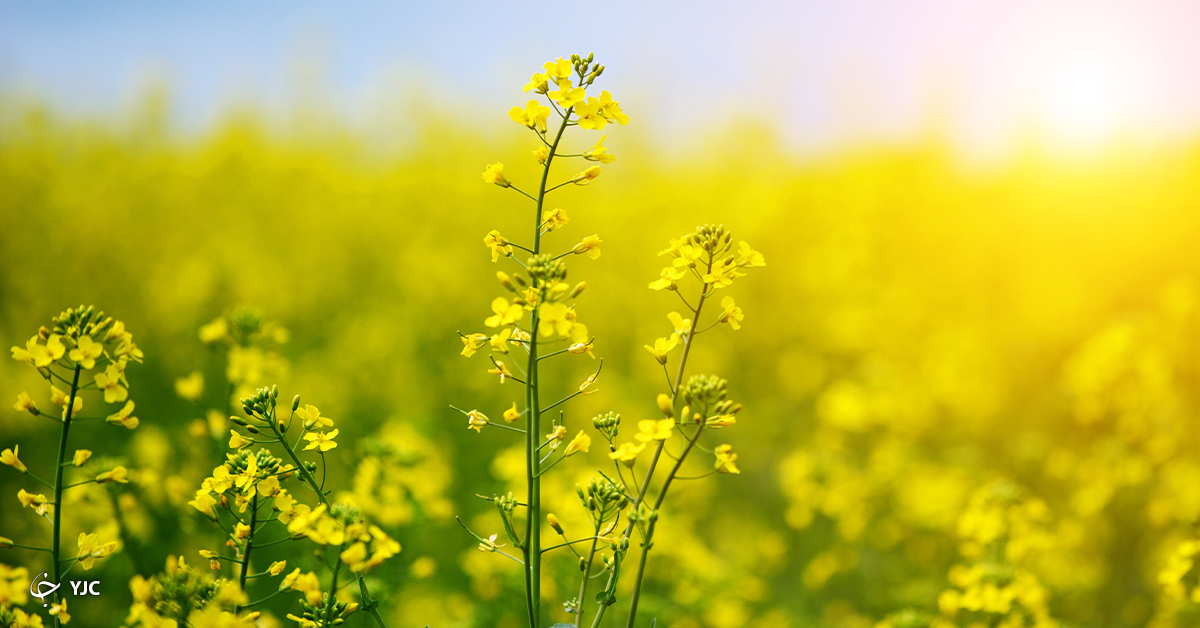 خبری خوش برای گیاه خواران: به زودی همبرگر بدون گوشت بخورید