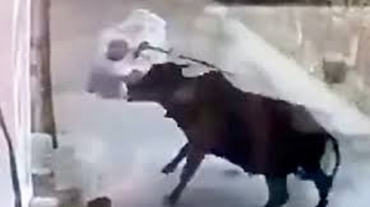 مجازات آنی مرد حیوان آزار پس از حمله به گاو!