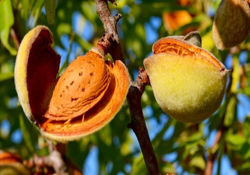 آغاز برداشت بادام در شهرستان بهمئی
