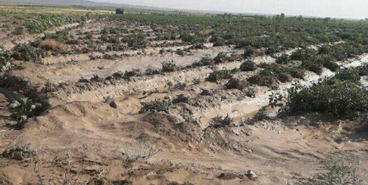 خسارت تگرگ و طوفان به باغات آذربایجان شرقی