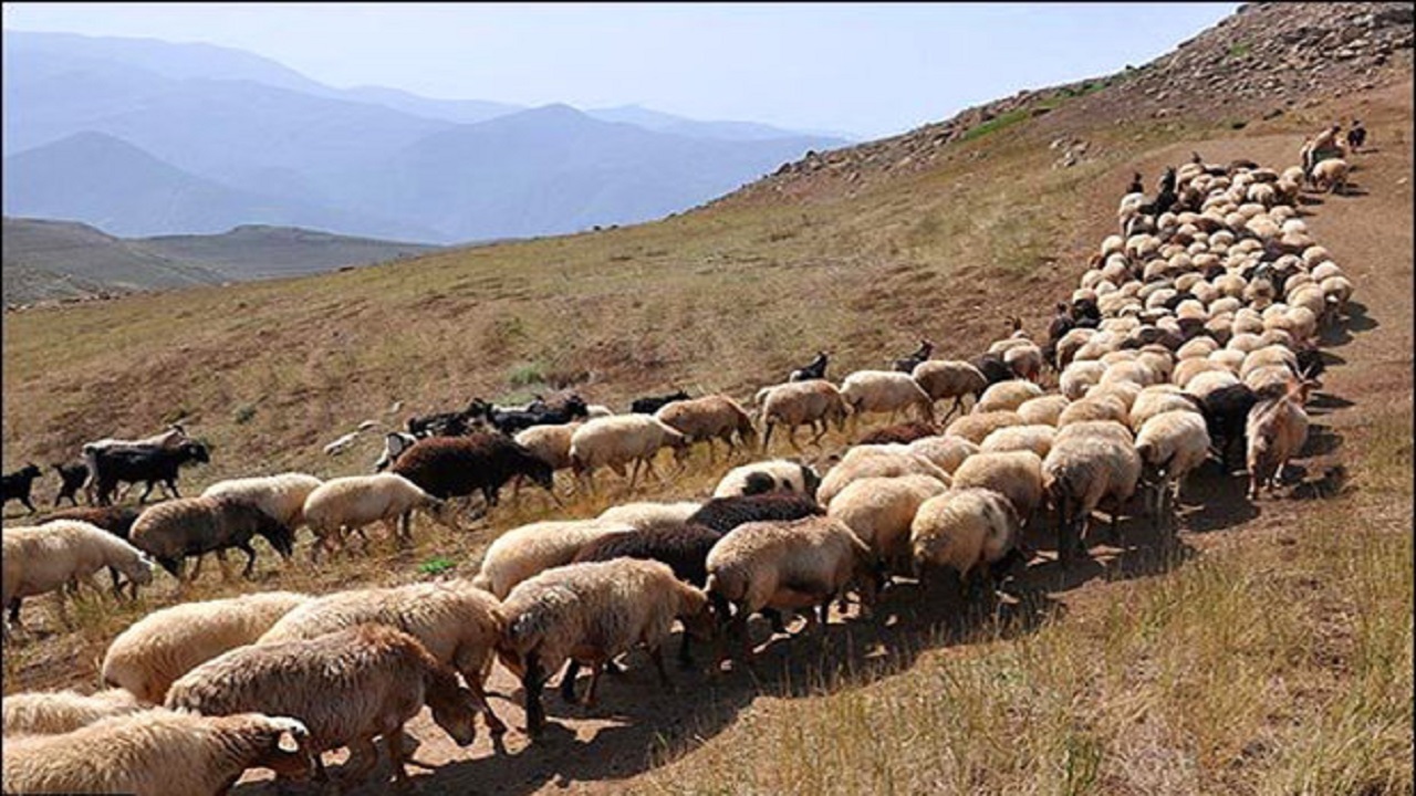 برخورد قانونی با ورود دام‌های غیر مجاز به مراتع قم
