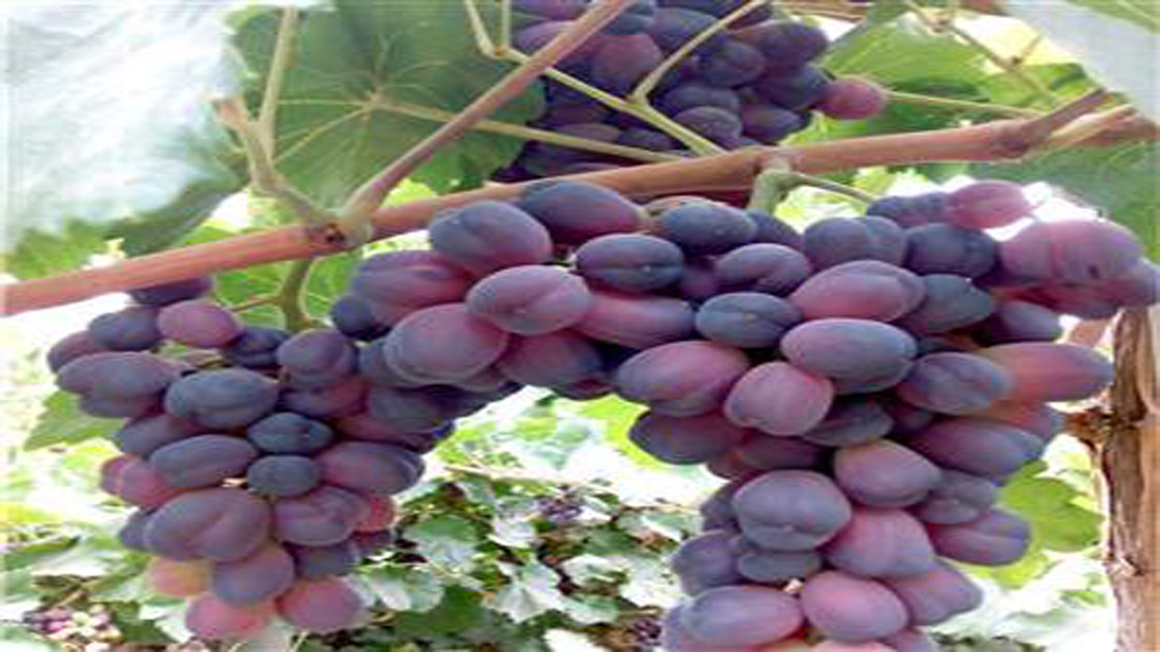 برداشت انگور از باغات کوار