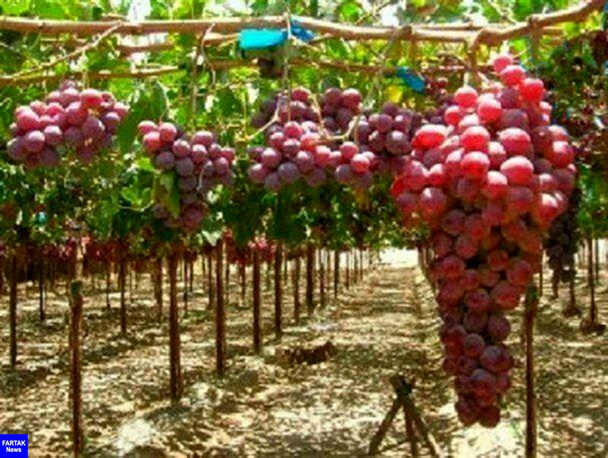 انگور شهر جهانی در انتظار صادرات تازه خوری