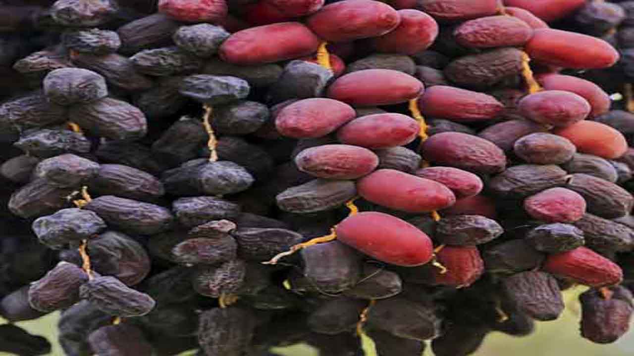 واردات ۲۴ هزار نهال خرمای مجول به فارس
