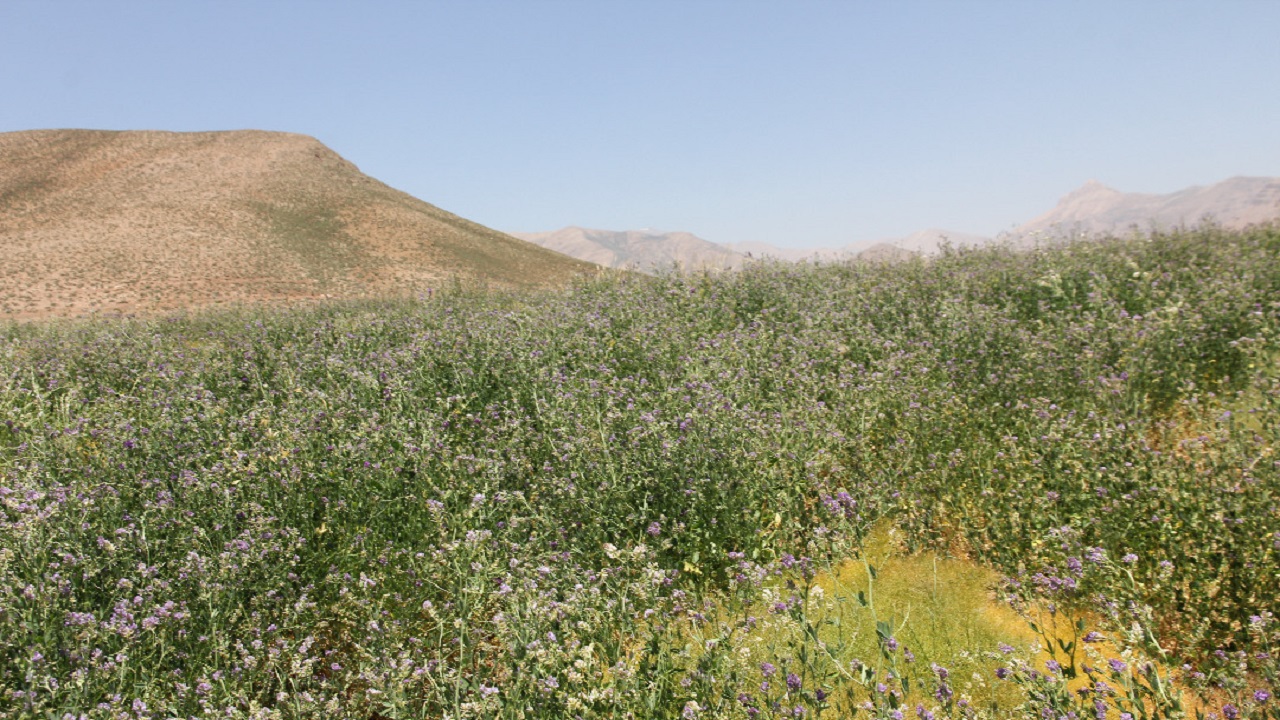 بیمه مراتع 