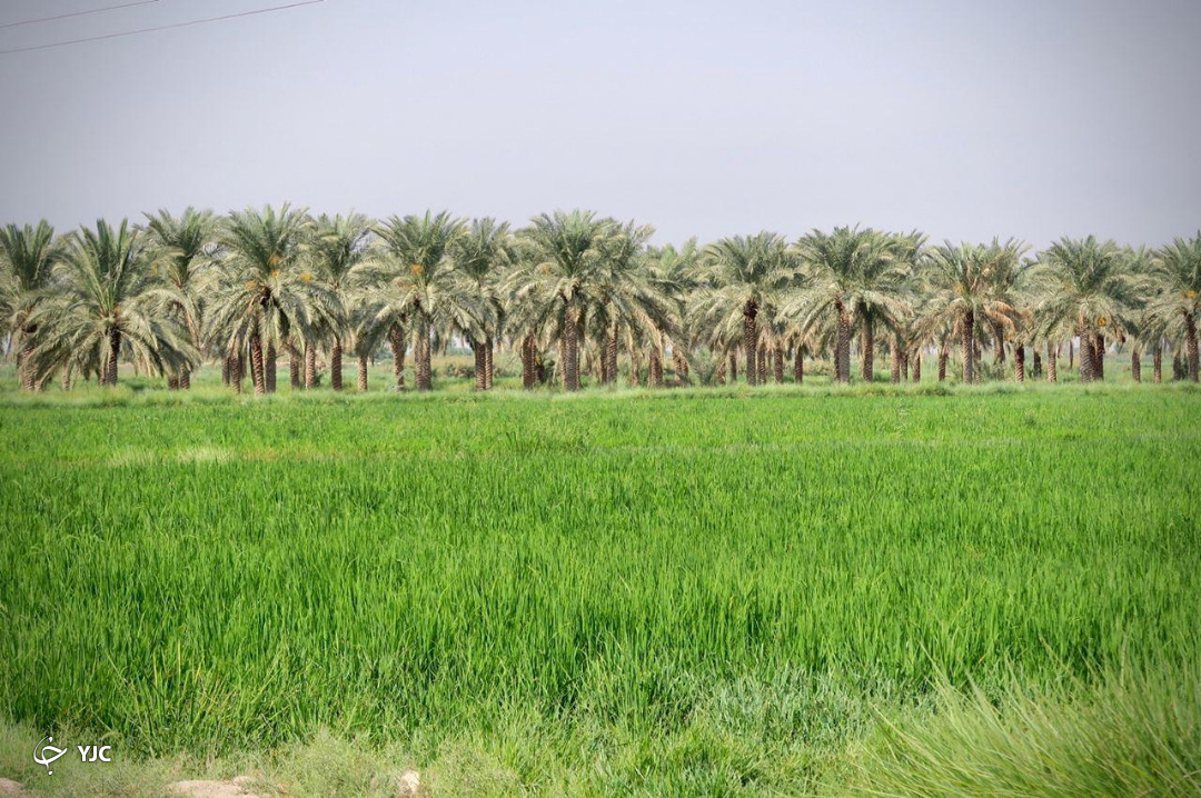 بخش اسماعیلیه اهواز ظرفیت تبدیل به حوزه گردشگری روستایی را دارد