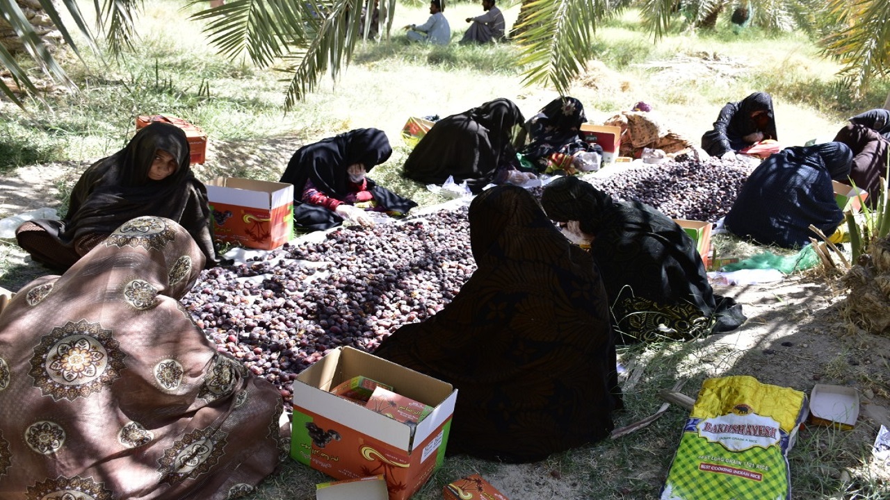 بیش از ٢٠٠ هزارتن خرما در سیستان وبلوچستان برداشت شد