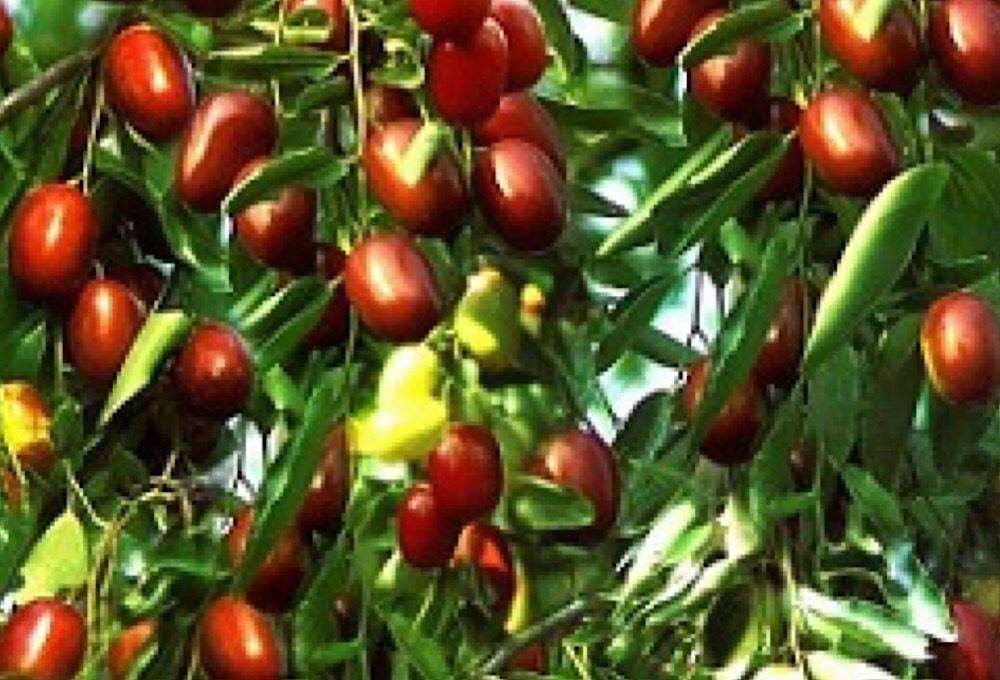 آذربایجان شرقی دومین تولید کننده سنجد کشور