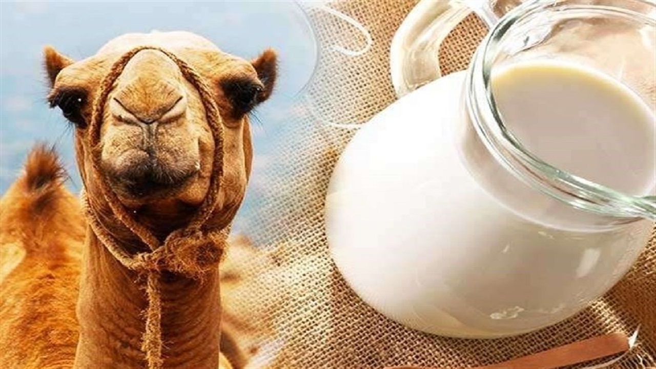 ۸۰۰ تن شیر شتر در خراسان جنوبی تولید شده است