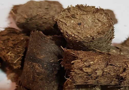 نیشکر بکارید، کاغذ برداشت کنید/ وقتی تفاله&zwnj;های نیشکر پیش مرگ درختان می&zwnj;شوند