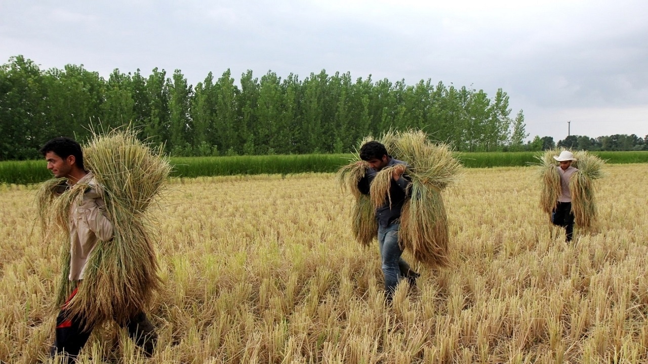 برداشت برنج در سطح ۱۵۰۰ هکتار از اراضی چرداول آغاز شد
