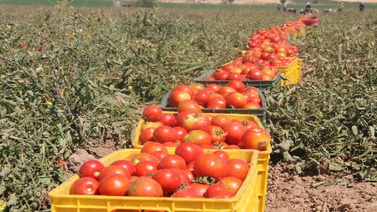 آغاز برداشت گوجه فرنگی در دامغان