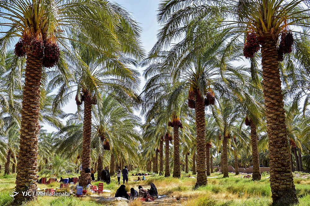 نخلستانی در جنوب