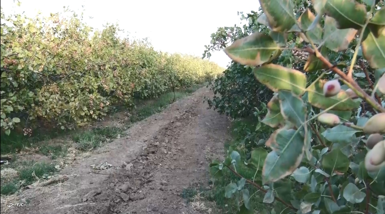 توسعه باغات پسته ساوه داستان پرماجرای پسته های خندان ساوجی