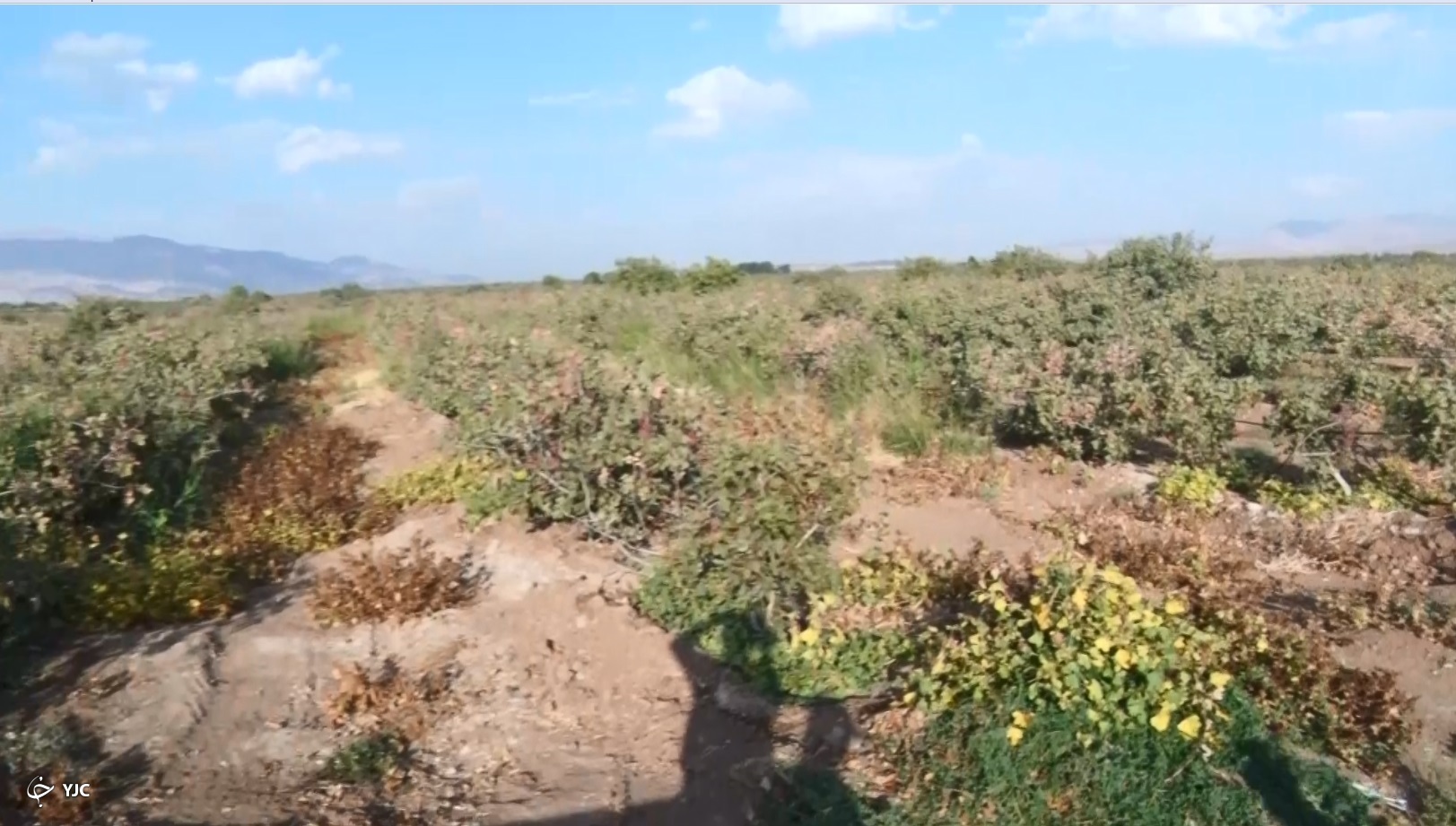 باغات پسته استان مرکزی داستان پرماجرای پسته های خندان ساوجی