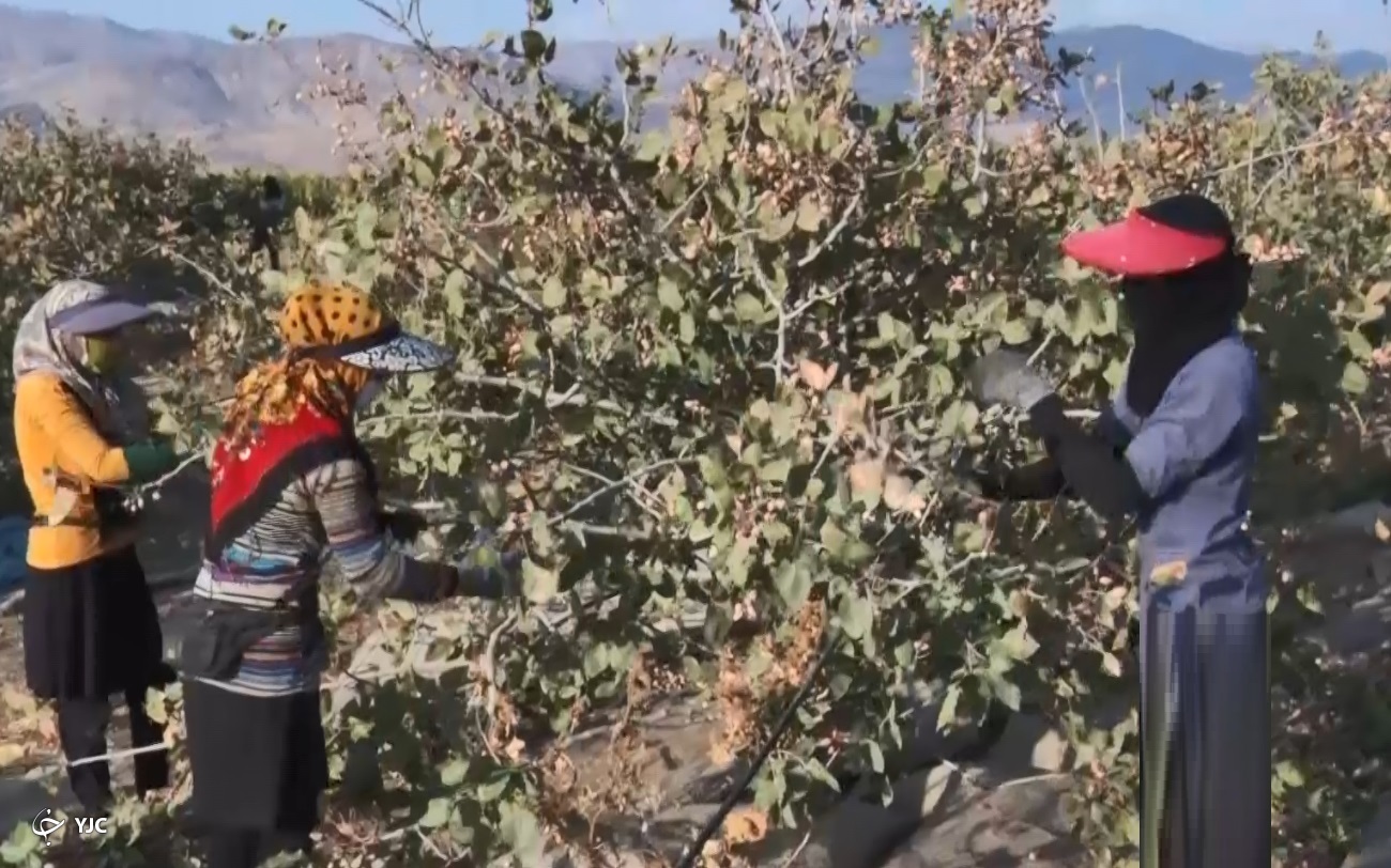 پسته کاران ساوه ای مشغول برداشت داستان پرماجرای پسته های خندان ساوجی