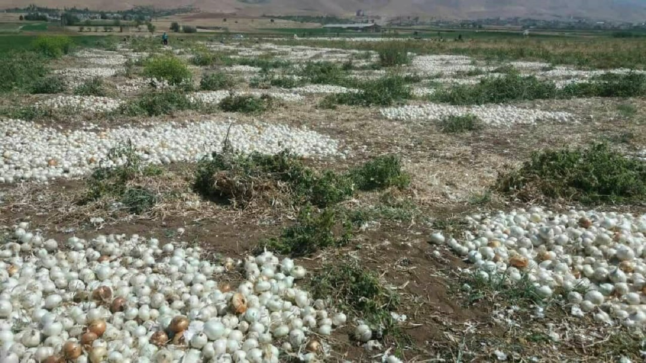 برداشت ۱۰ هزار و ۲۰۰ تن پیاز در فارسان