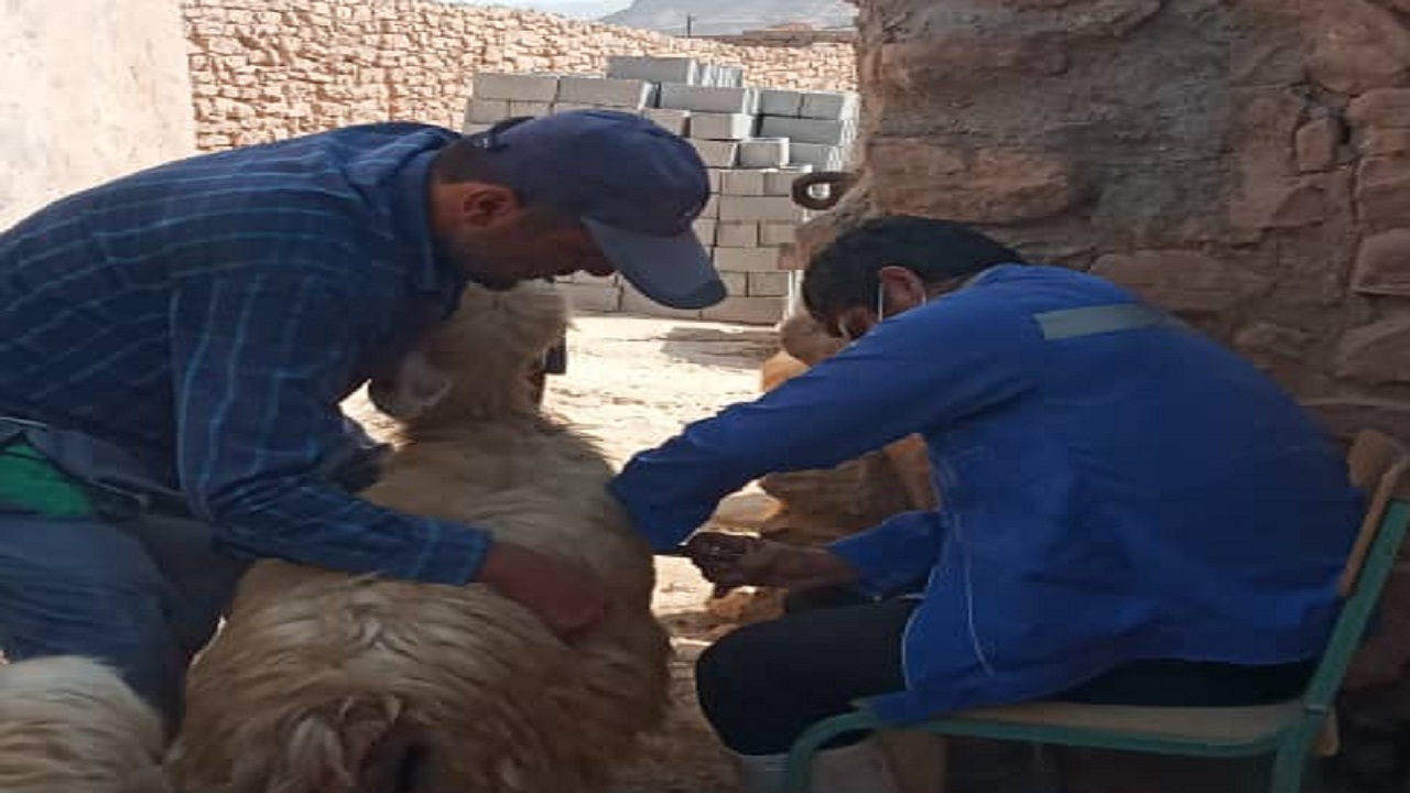 دام‌های روستای کرائی از بیماری طاعون نشخوارکنندگان کوچک در امانند