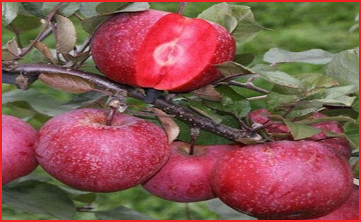 سیب&zwnj;های متفاوت با خواص درمانی فوق&zwnj;العاده در اردبیل+ عکس