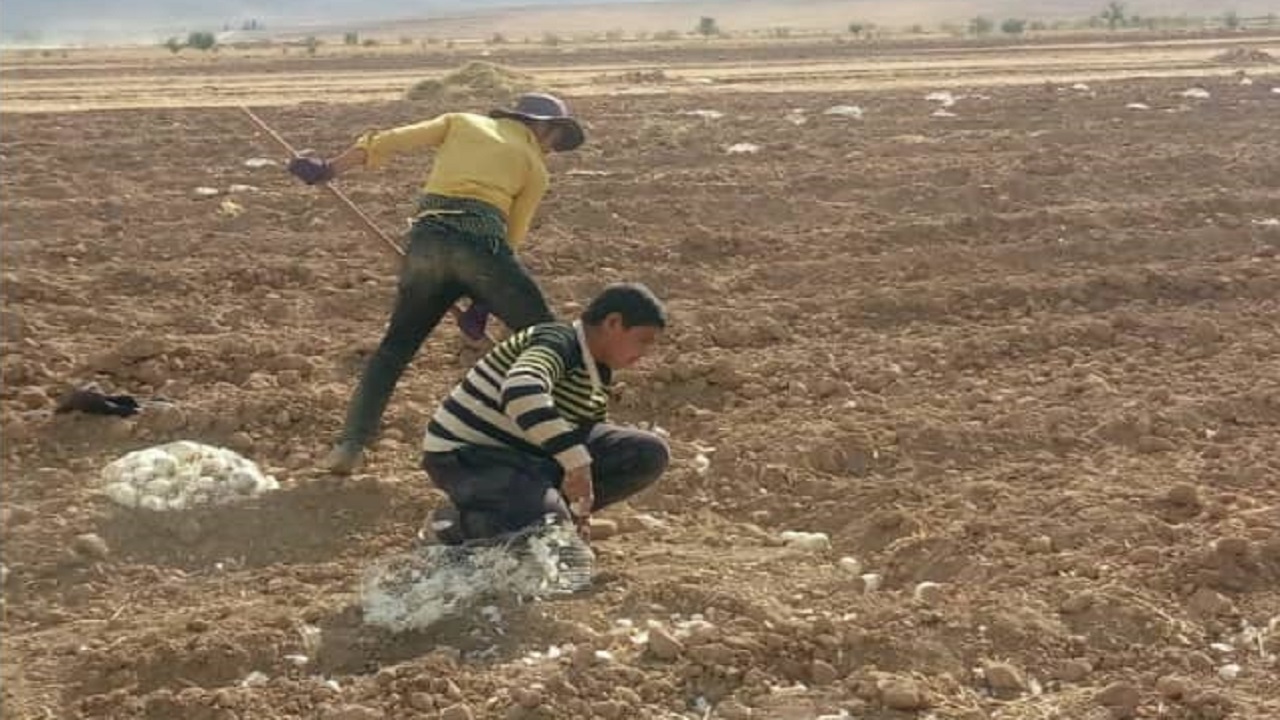 آغاز کشت پیاز بذری در روستای تومانک