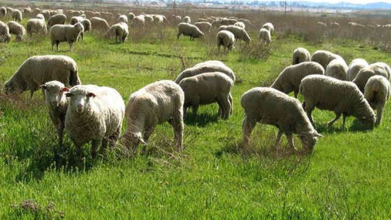 عملیات بیولوژیک در١٣١ هکتارحوزه  شهرستان گرمسار اجرا شد