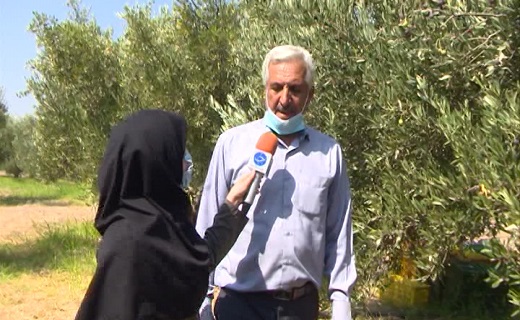 گیلان سومین قطب تولید زیتون در کشور