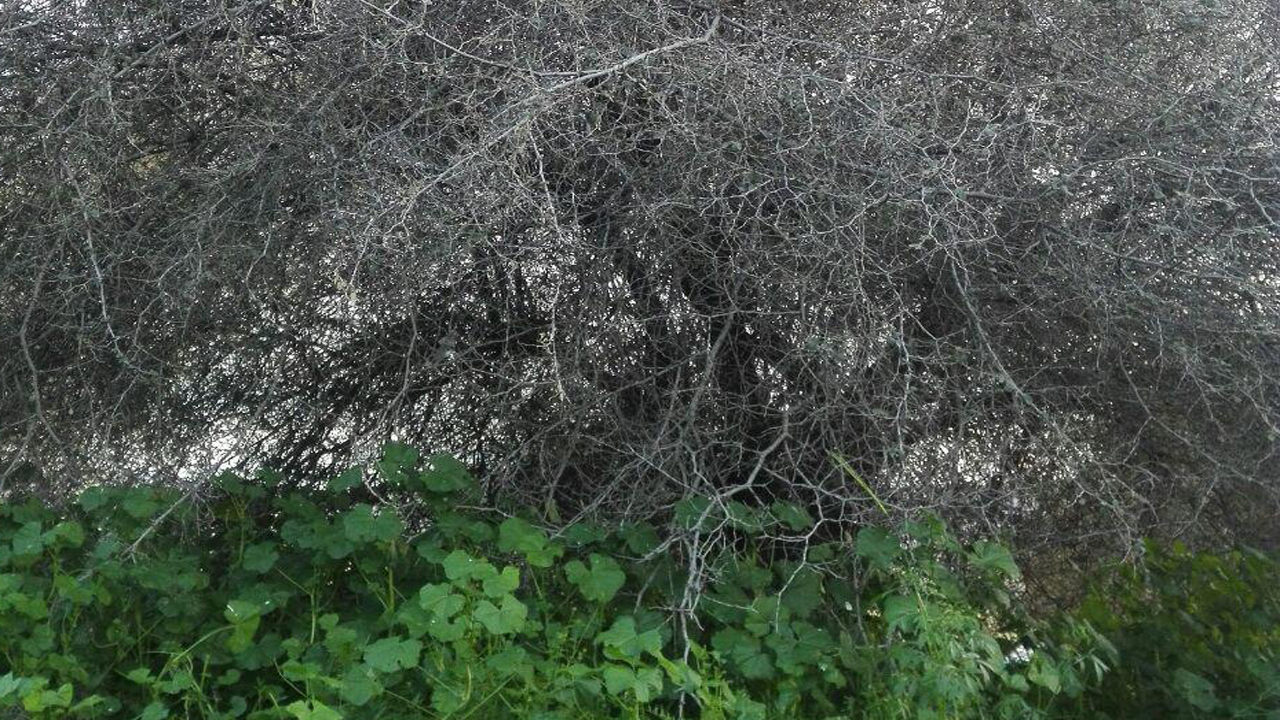 برگزاری کارگاه آموزشی آشنایی به بهره برداری از فرآورده های جنگلی در لارستان