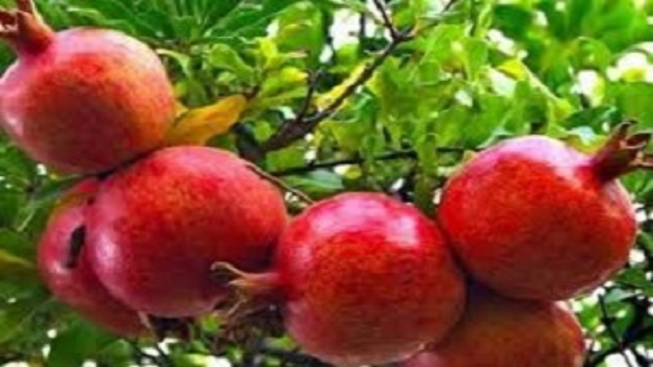 افزایش ۲ برابری تولید انار در شهرستان خلخال