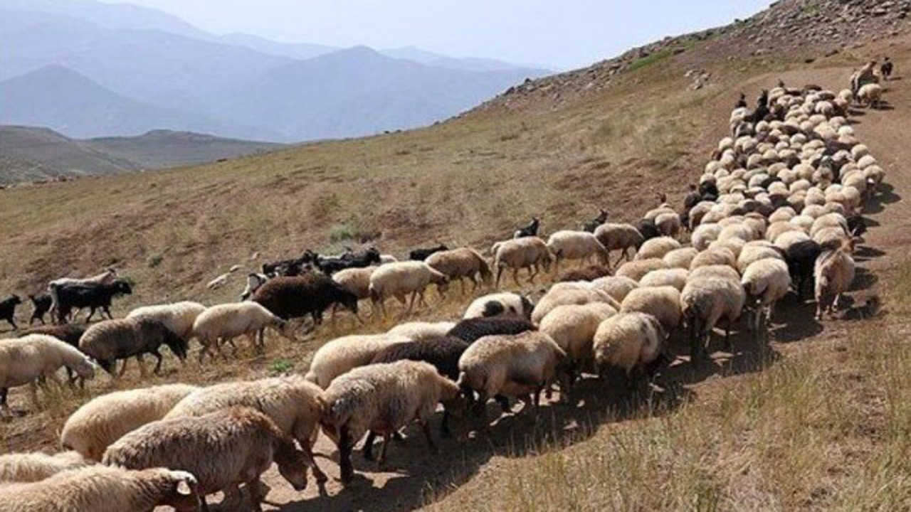 برخورد قانونی با دامداران بدون پروانه چَرا در پاسارگاد
