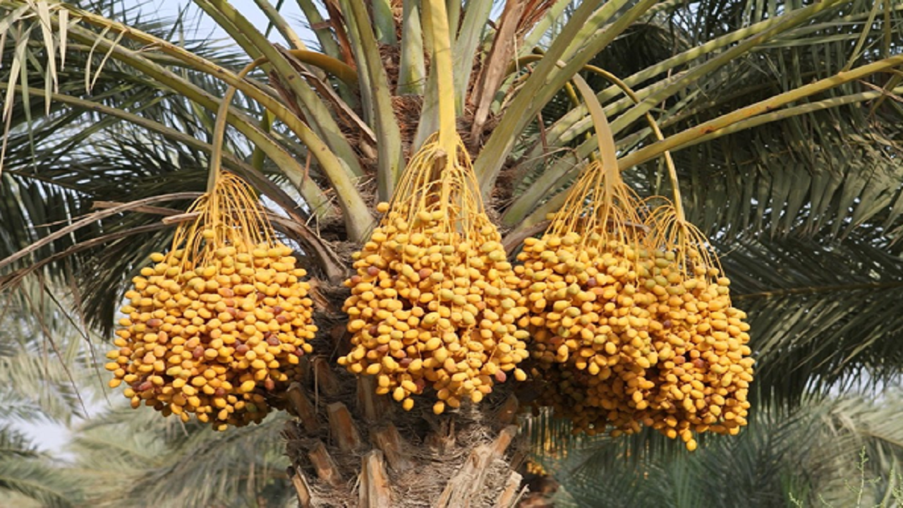 از نخلستان تا فضای مجازی