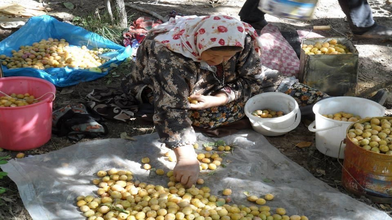 برداشت آلو از باغ‌های روستای «ابیانه» + تصاویر