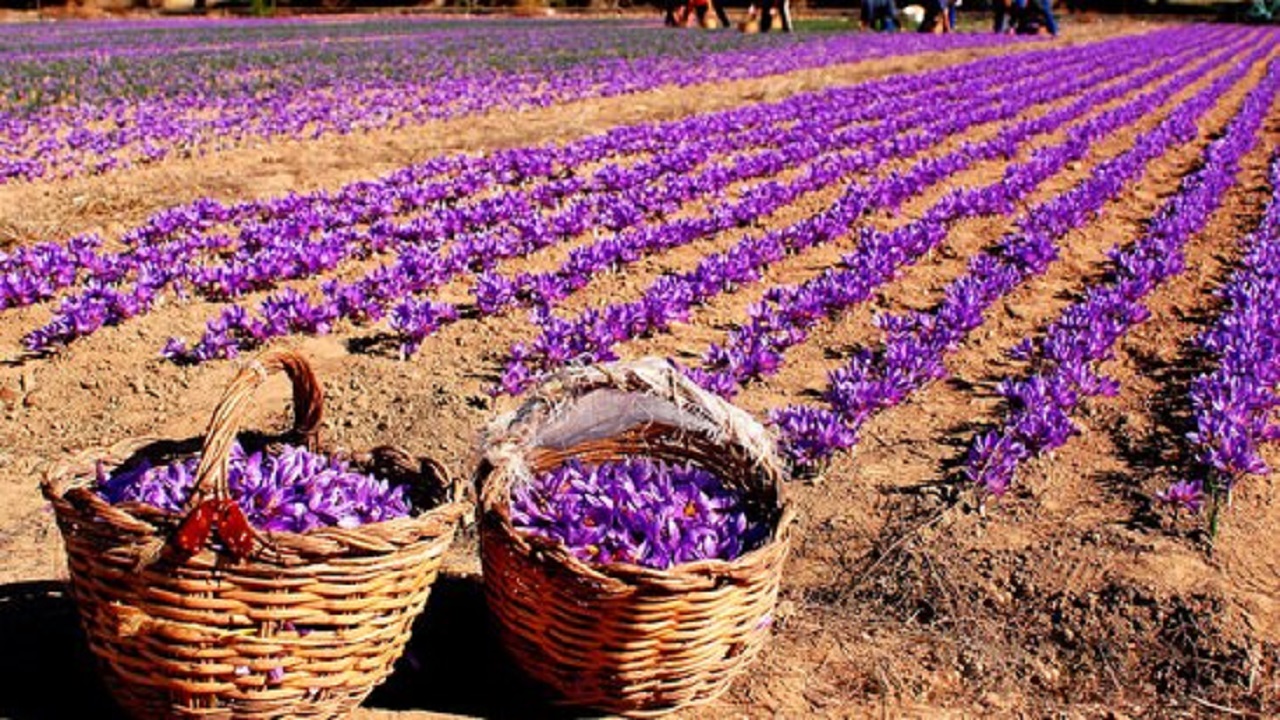 آغاز برداشت طلای سرخ از کشتزار های خراسان رضوی