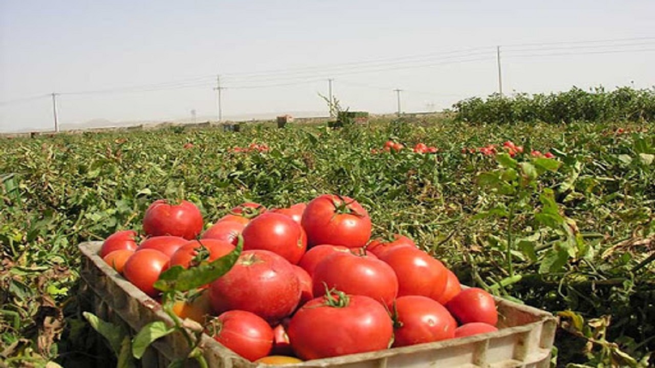 پیش بینی برداشت ۱۷ هزار تن گوجه فرنگی