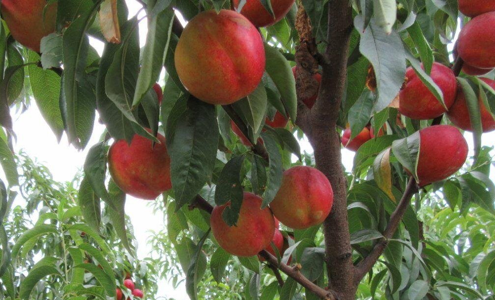 برداشت بیش از ۶۴ هزار تن میوه در شهرستان مرند