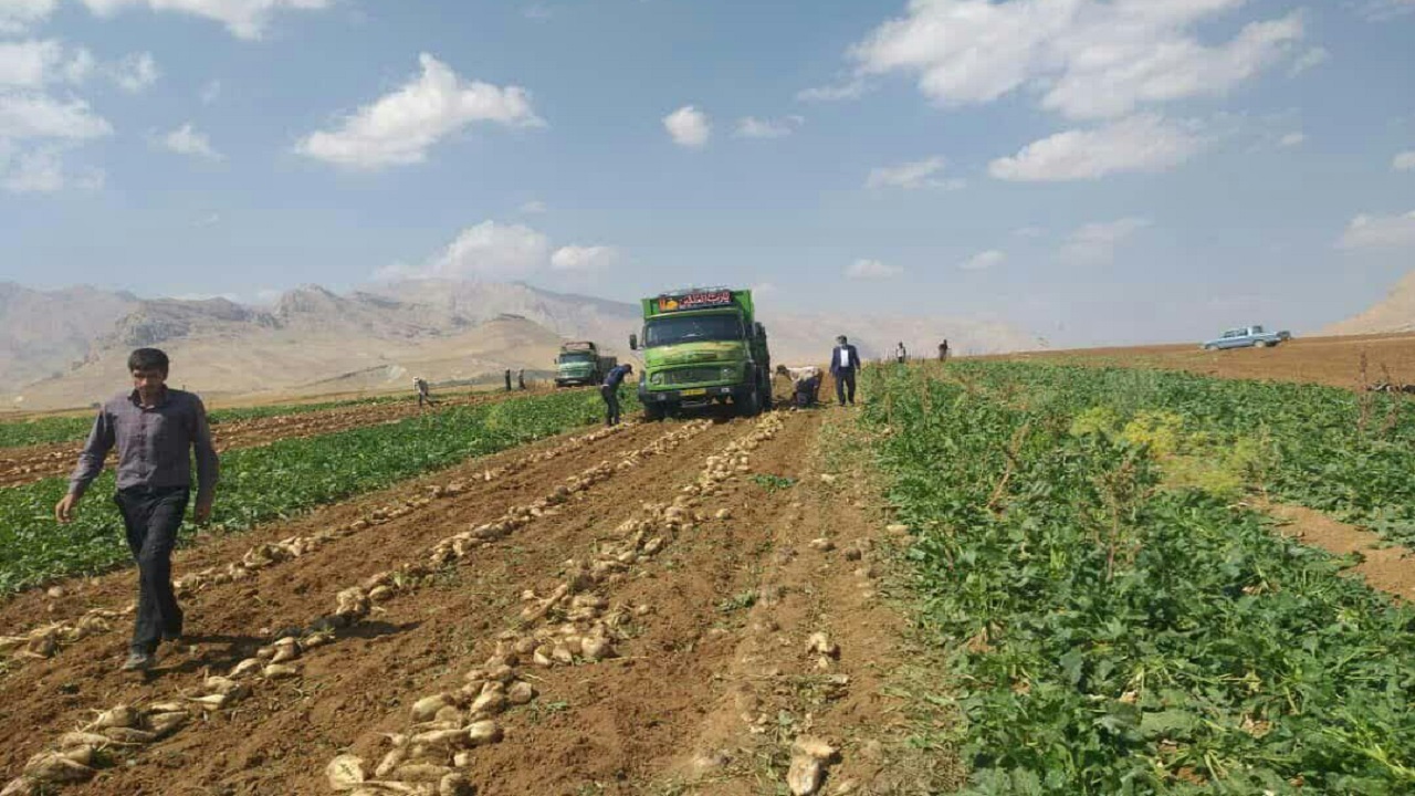 پیش بینی برداشت ۲ هزار و ۳۰۰ تن چغندرقند از مزارع فارسان