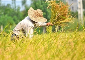 برداشت بیش از ۸ هزار تن شلتوک از شالیزار‌های زنجان