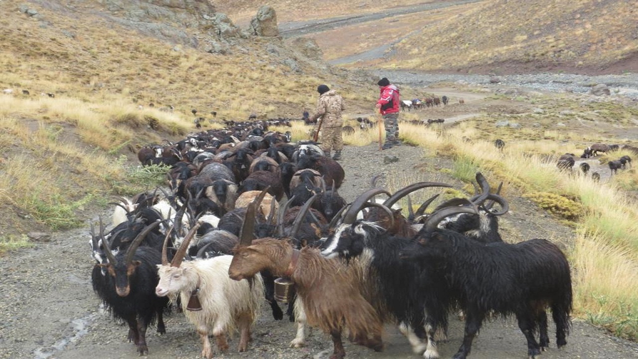 اخراج بیش از ۶ هزار واحد دام غیرمجاز از مراتع آزادبر شهرستان کرج