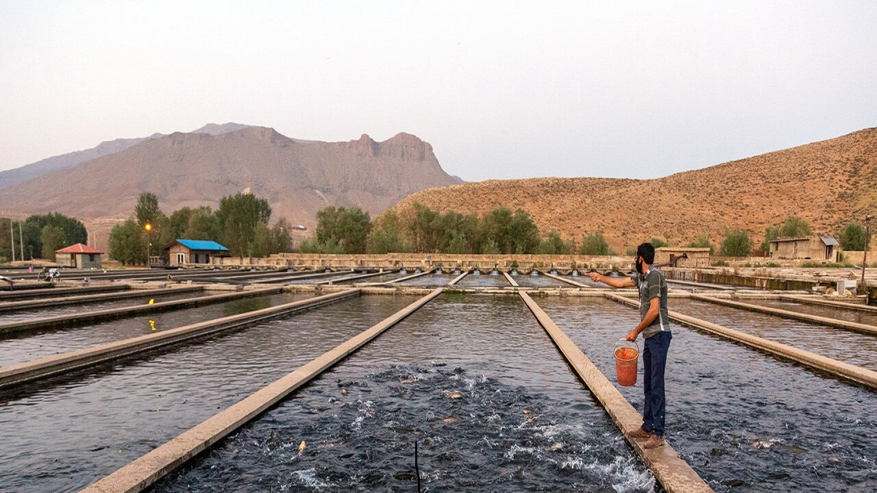 حدود ۱۰ هزار قطعه قزل‌آلا در استخر‌های پرورش ماهی سیستان و بلوچستان رهاسازی شد