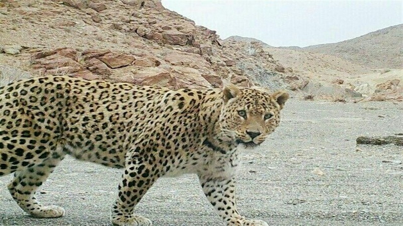 زندگی در همسایگی پلنگ!