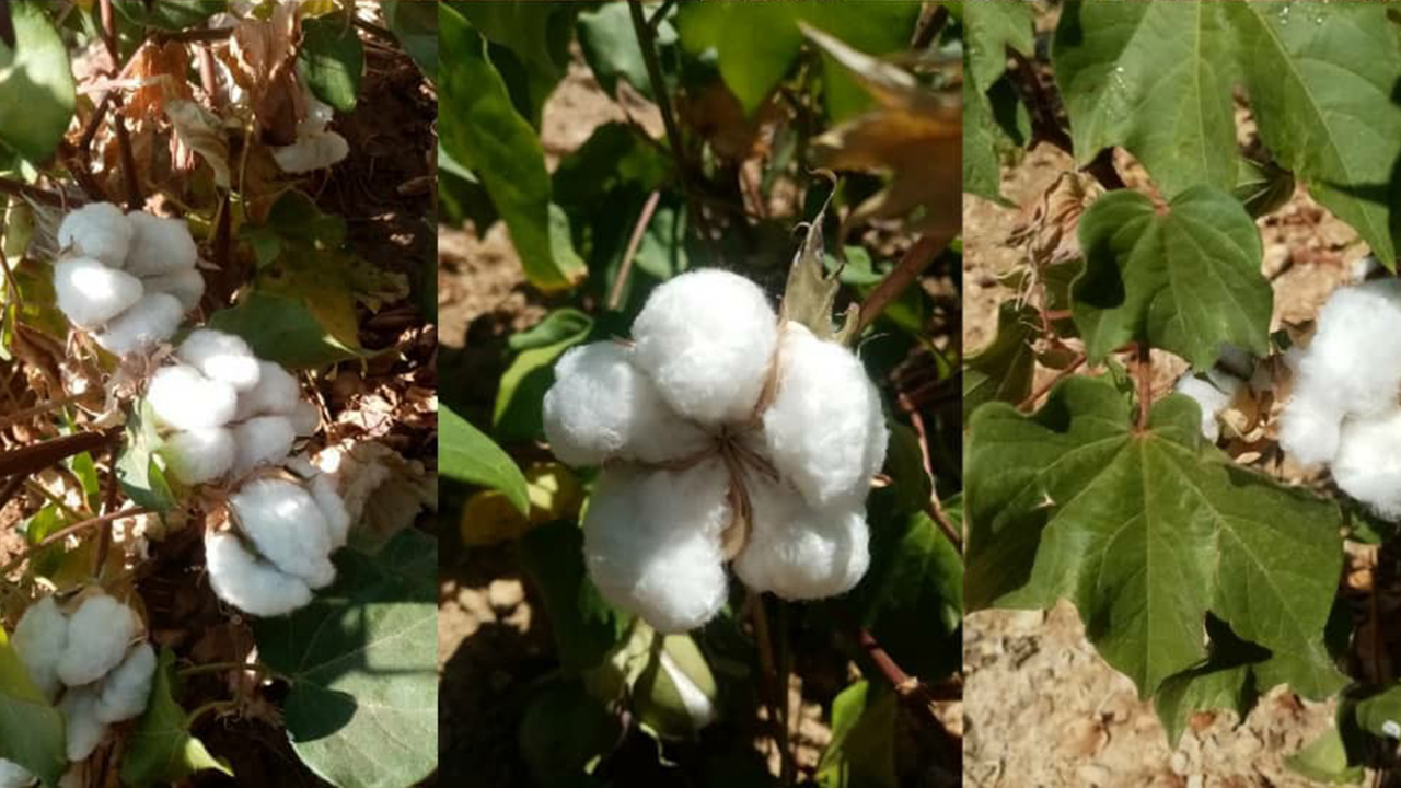 حومه شهرستان شیراز بعد از سال‌ها زیر کشت پنبه رفت