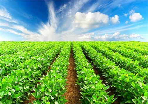 تصویب ۲۵۱ میلیارد ریال برای طرح های کشاورزی کهگیلویه و بویراحمد