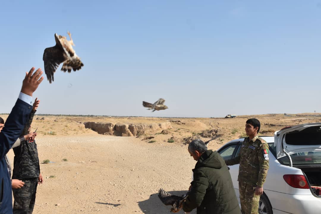 جلوگیری از قاچاق ۵۲ پرنده نادر در جوزجان