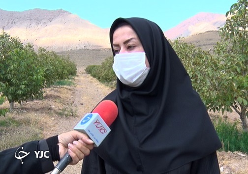 برداشت گردو در استان سمنان