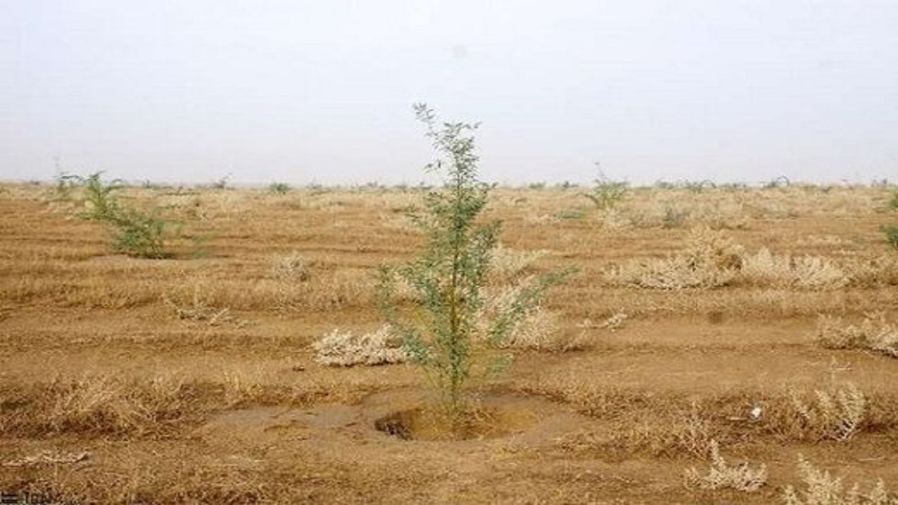 عملیات بیابان زدائی در ۱۸۷ هکتار از اراضی بیابانی آرادان اجرا شد