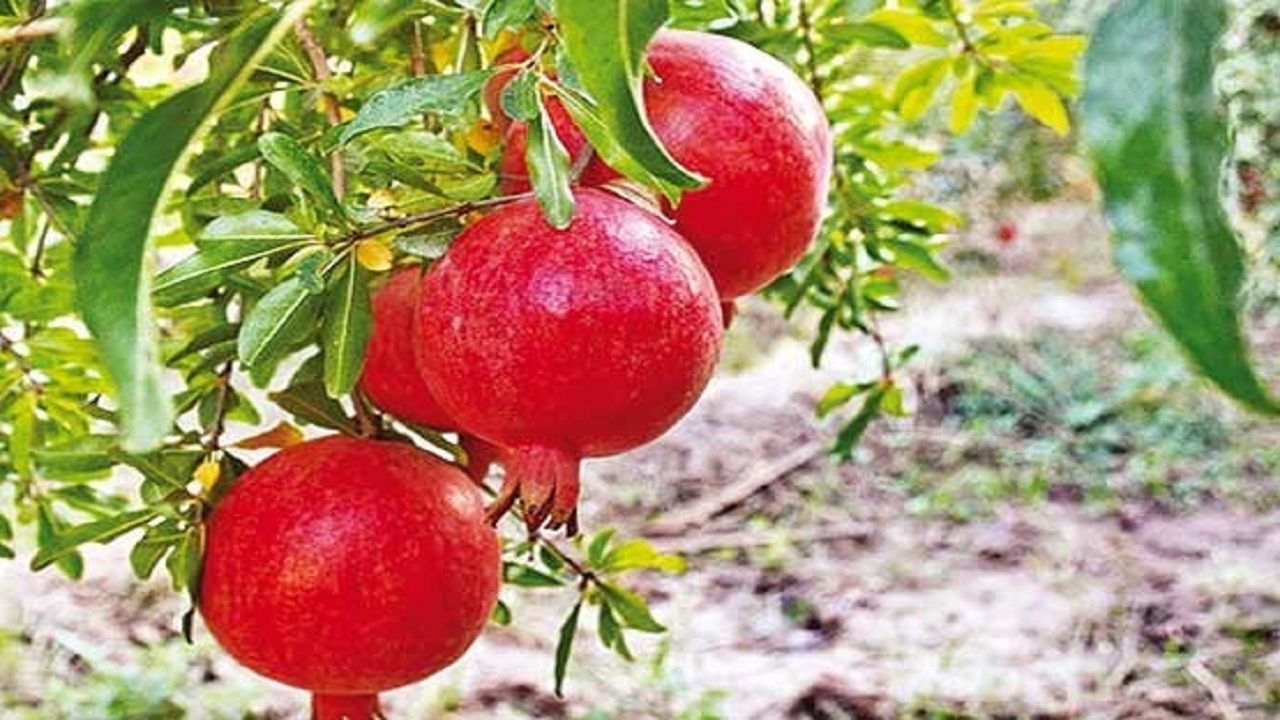 وجود ۳ هزار و ۲۰۰ هکتار باغ انار در خوزستان