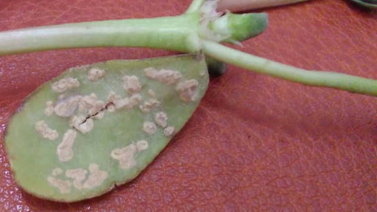 مشاهده بیماری زنگ سفید خاجیان در مزارع مرودشت