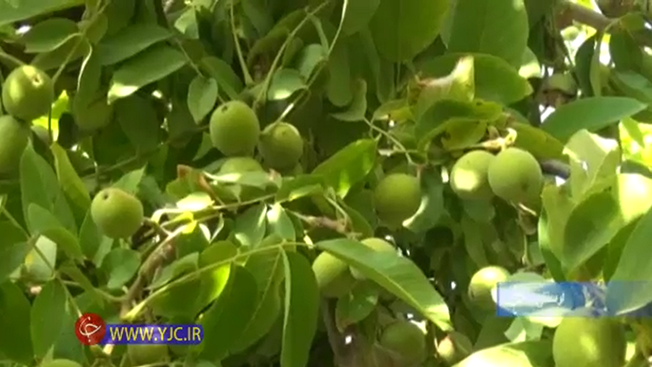 برداشت گردو از باغ های لرستان و رطوبت بالا،معضلی برای نخل داران هرمزگانی+فیلم