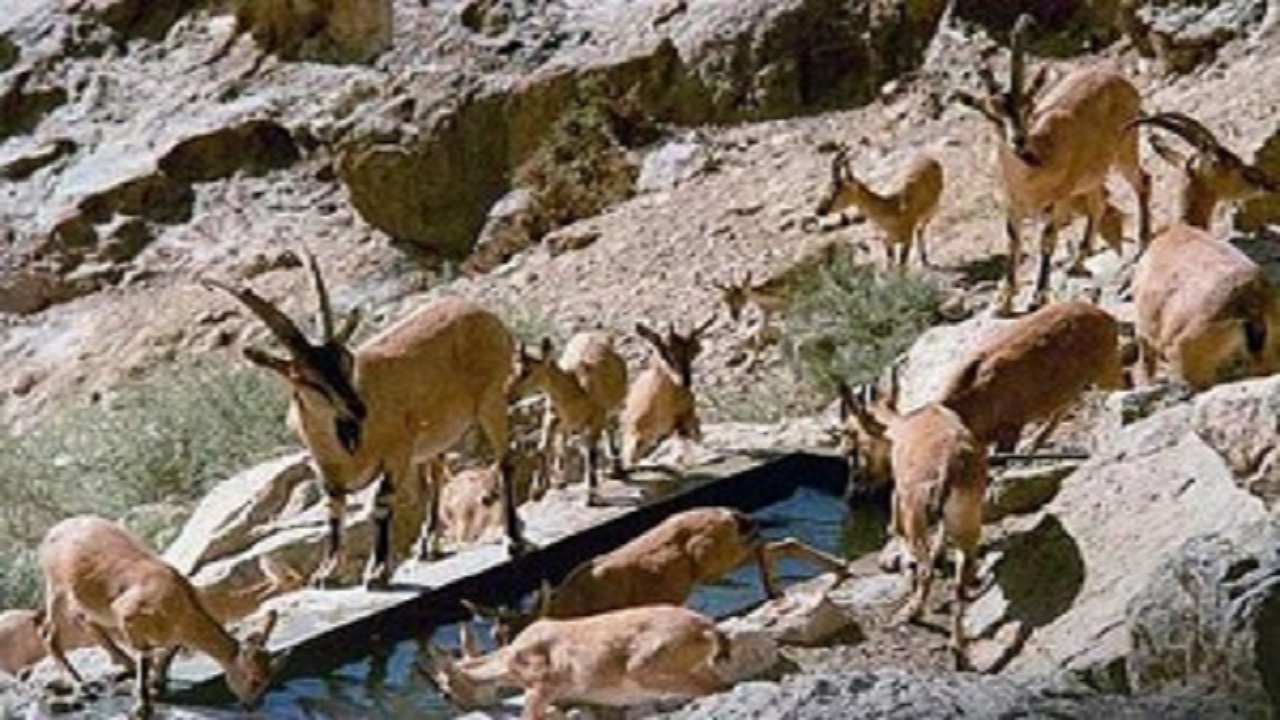 ۳ سال حبس برای شکارچیان بزکوهی در لرستان
